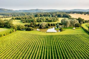 Aerial view of a vineyard